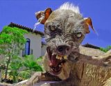 ugly-dog-pic.jpg image by carebare4ever