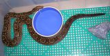 Osiris Argentine Boa