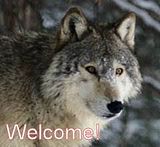 wolfwelcome.jpg image by logan54