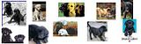 blacklabs.jpg image by Artemis_Andromeda