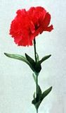 B102-12-RED.jpg image by myredcarnation