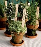herbs.jpg image by nicpie