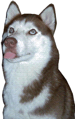 Husky animated