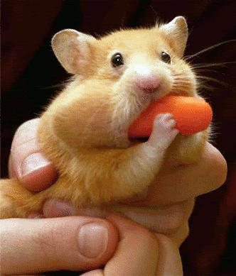 hamster.gif image by Deedlit50