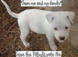 Pitbulls.jpg image by narutofan6457