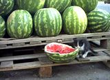 watermeloncat.jpg image by Theperoxide