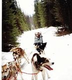 Dogsled23.jpg image by rezzie2