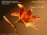 flower8a.jpg image by rajendrapradhan