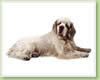 clumber-spaniel-01.jpg image by cobalt26
