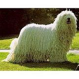 komondor.jpg image by cobalt26