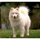 samoyed.jpg image by cobalt26