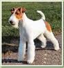 wire-fox-terrier.jpg image by cobalt26