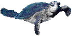 SeaTurtle1.gif image by skyeofthestorm