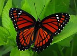 red-butterfly.jpg image by mp_b