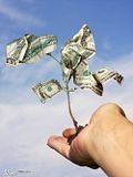Money-treeseedling.jpg image by DrKearse