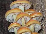 fungus.jpg image by tlastoria