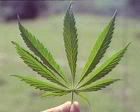 marajuana.jpg image by xxhearmexx