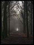 Forest trail