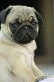 Pug-Puppy.jpg image by jinlogan