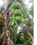 banana.jpg image by gnuchoice