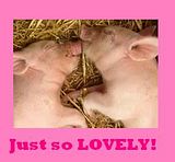 piglets.jpg image by moonlightrain422