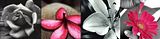 flower.jpg image by miss_simplicity