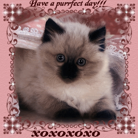 Purrfect.gif image by poeticparallels