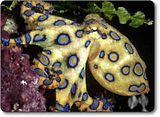 blue_ringed_octopus.jpg image by lehippiex
