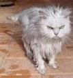 pissedoffcat.jpg image by killinger82