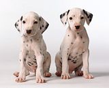 dogs.jpg image by peru65