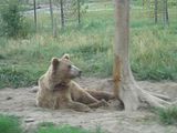 bear.jpg image by huntree