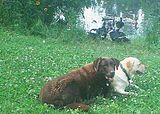 pupsandducks2.jpg image by MIMudPuppy